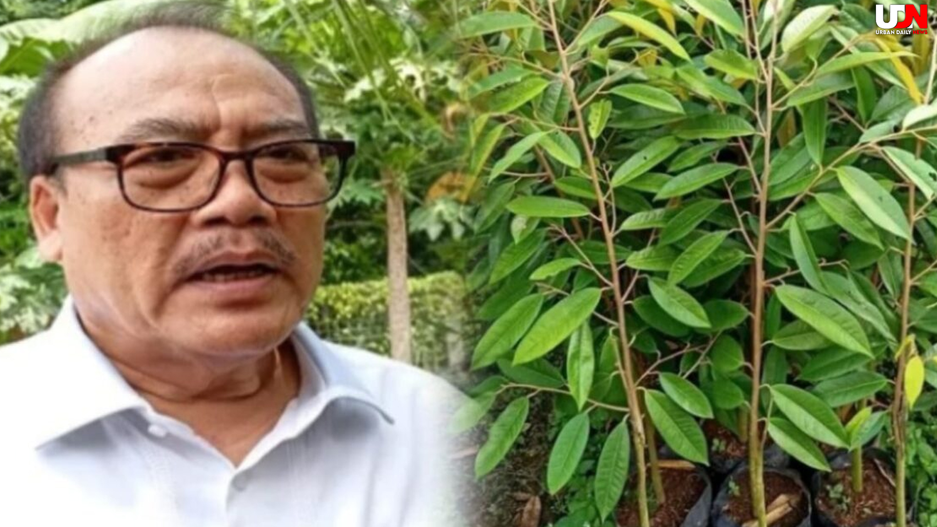 Golkar Bali Ditekan Somasi, Utang Bibit Durian Kane Belum Lunas
