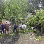 Ketika Tebet Terhenti oleh Pohon Tumbang: Refleksi & Dampaknya