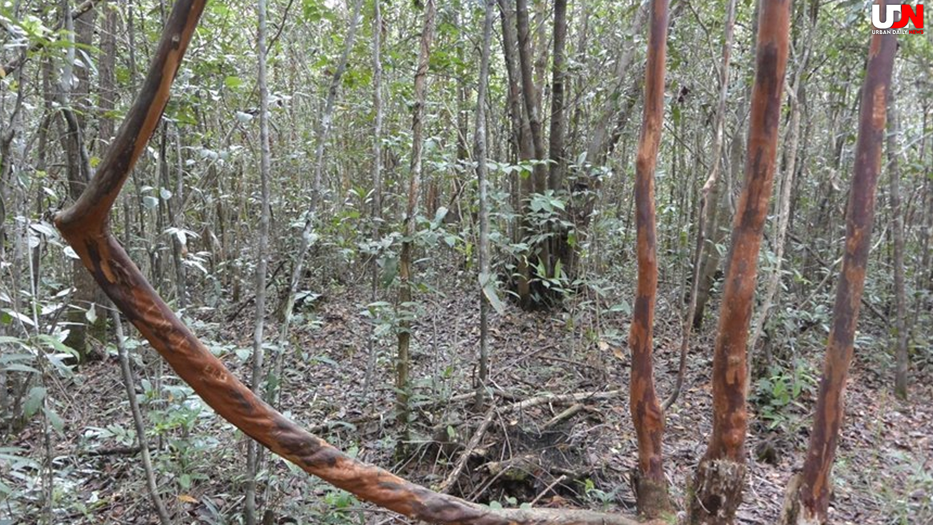 Hutan Pelawan, Sarang Madu Langka & Jamur Rp 35 Juta/Kilo