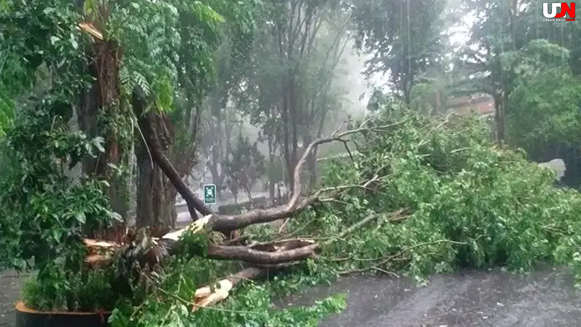 Ketika Tebet Terhenti oleh Pohon Tumbang: Refleksi & Dampaknya