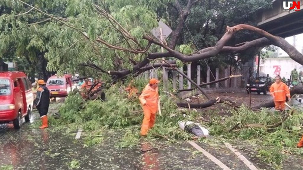 Hujan & Angin Kencang Rusak Jakarta Timur, 7 Pohon Tumbang