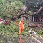 Hujan & Angin Kencang Rusak Jakarta Timur, 7 Pohon Tumbang