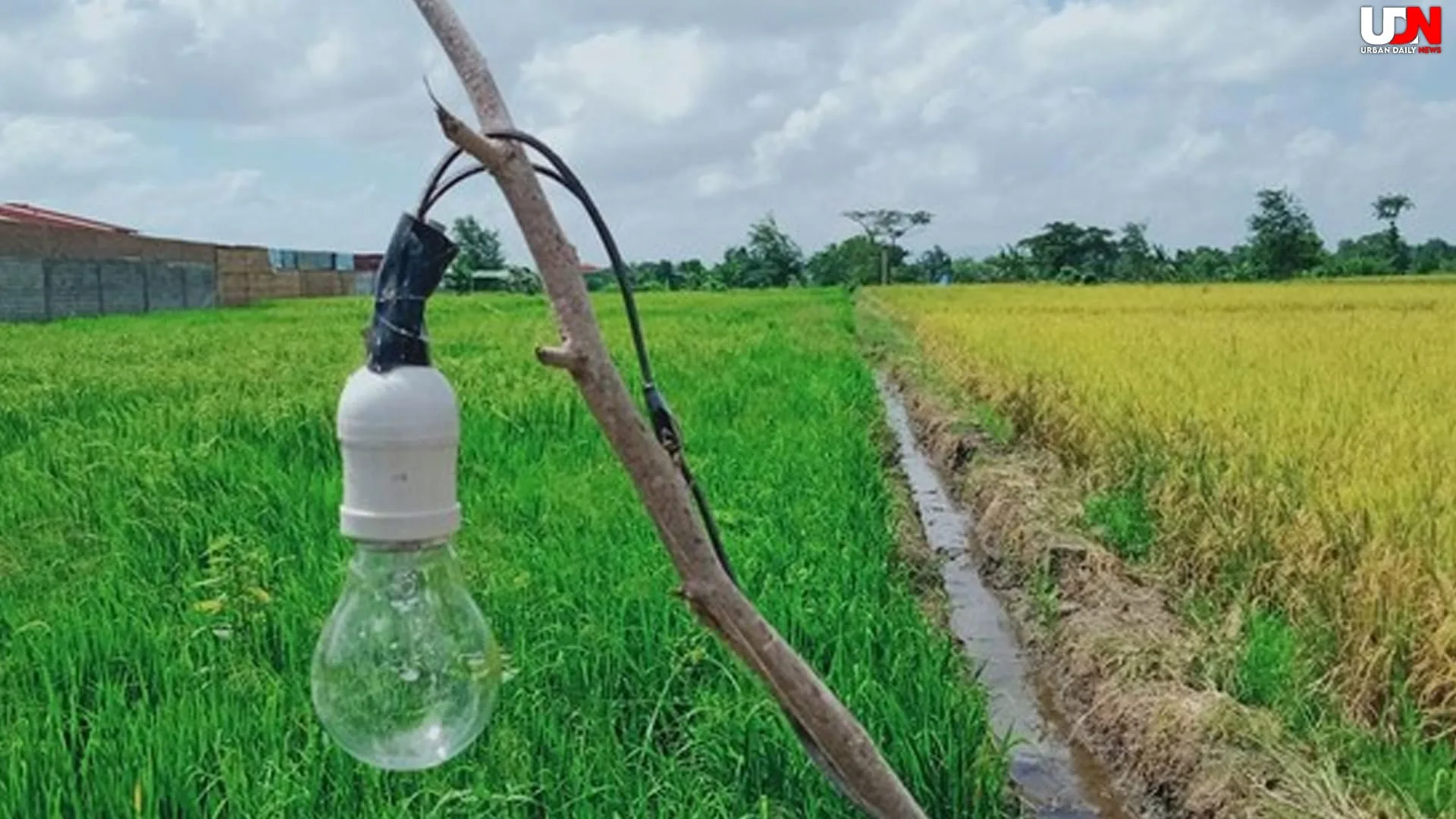 Jebakan Tikus di Sawah Indramayu Sebabkan 2 Korban Jiwa Seketika