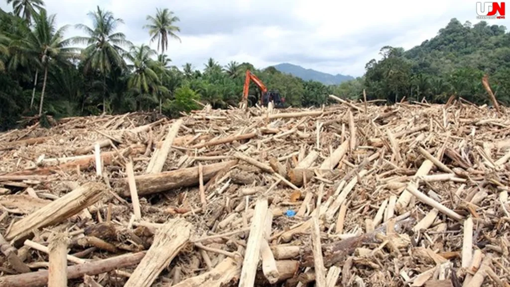 Viral Kayu Banjir Sumatera: 5 WALHI: Bukan Hujan, Tapi Deforestasi Gila